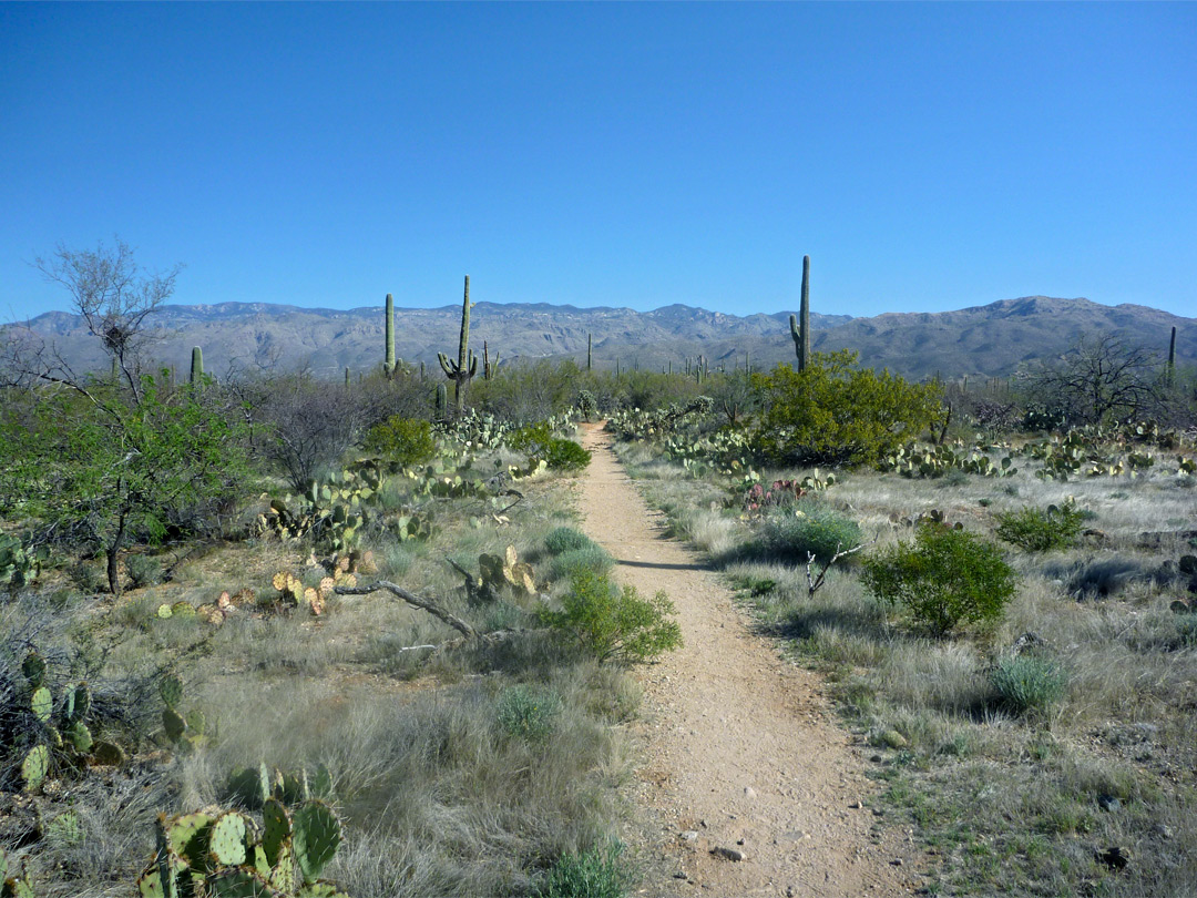Loma Verde Trail