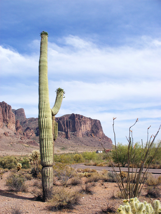 A lone saguaro