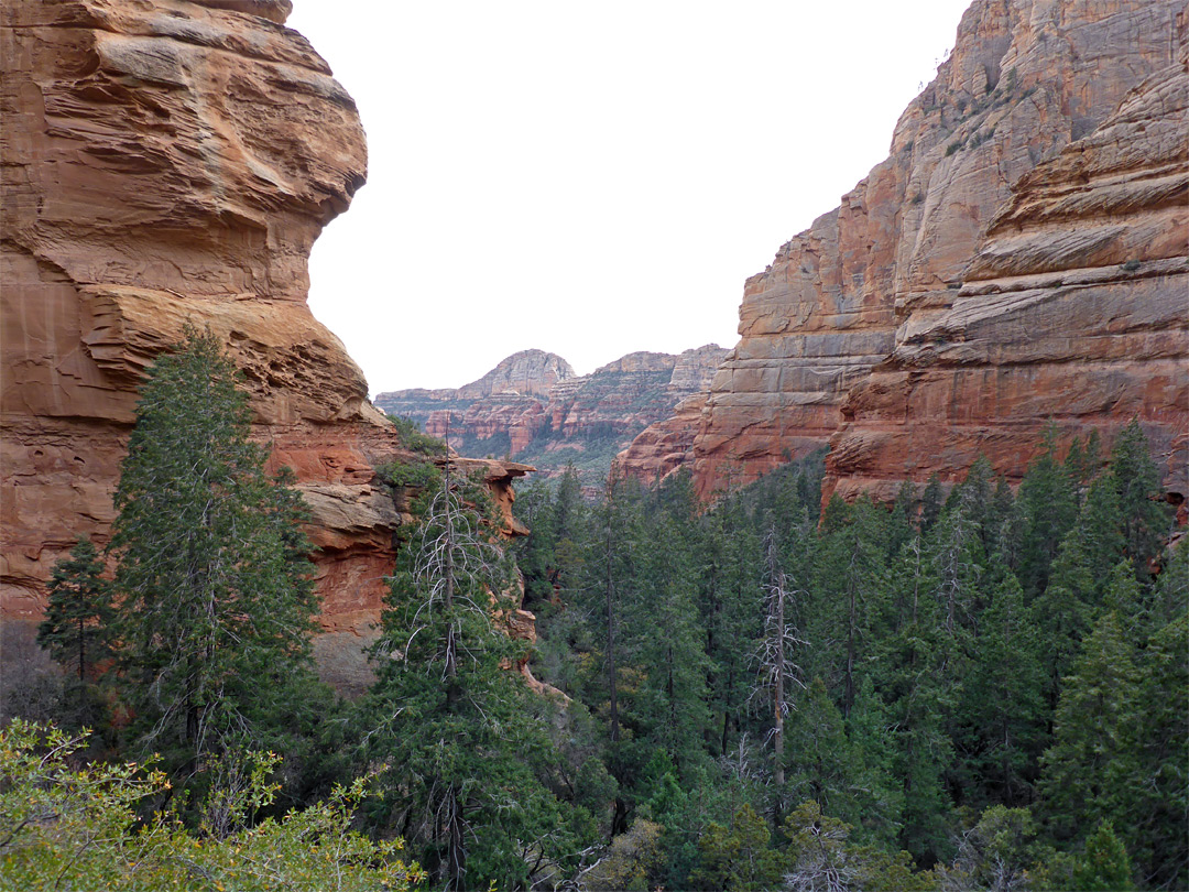 Above the trees