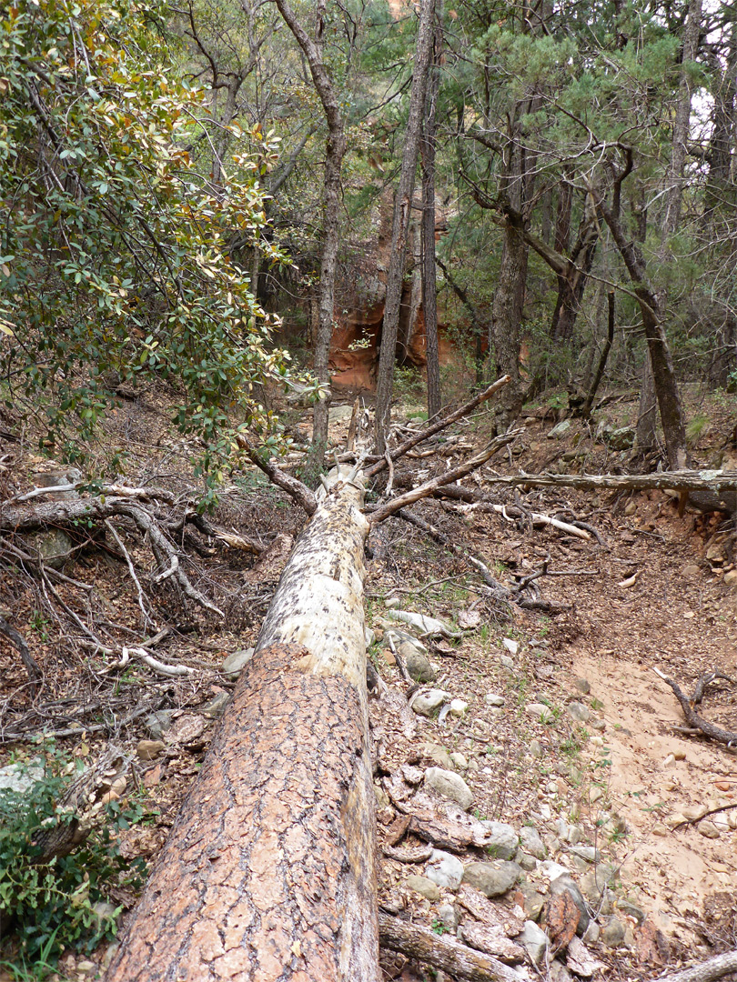 Fallen tree