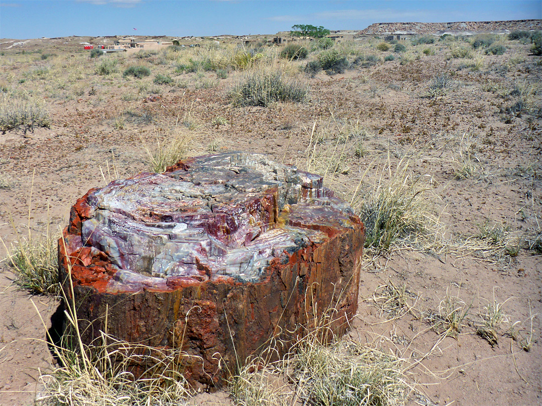 Colorful log