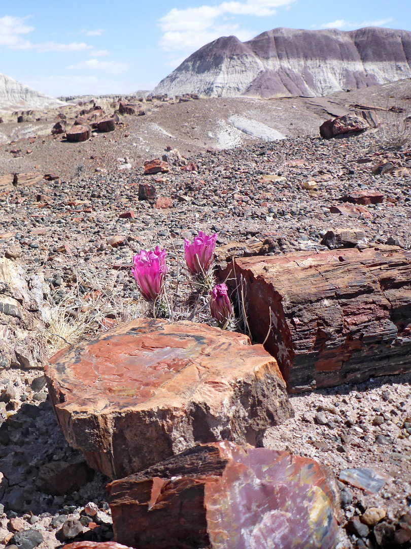 Flowering cactus