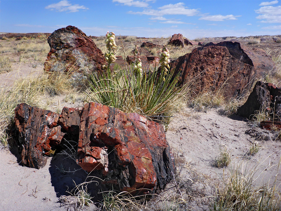 Yucca