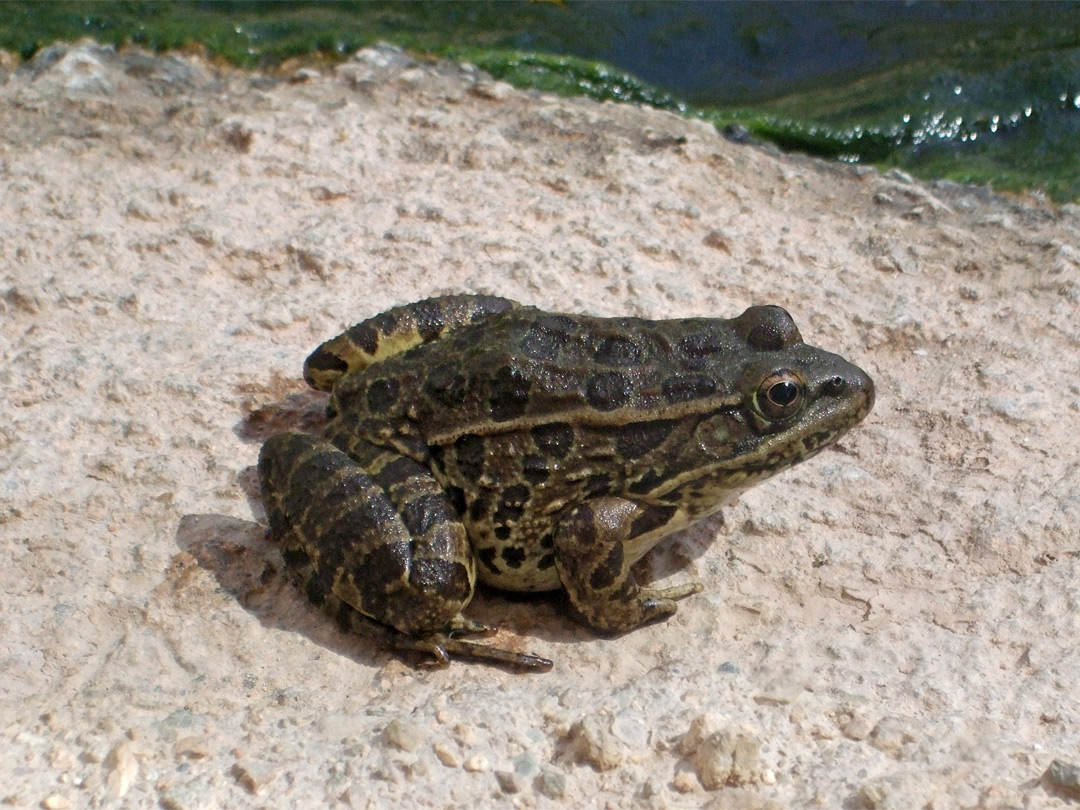Lowland leopard frog