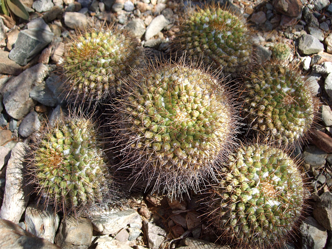 Mammillaria canelensis