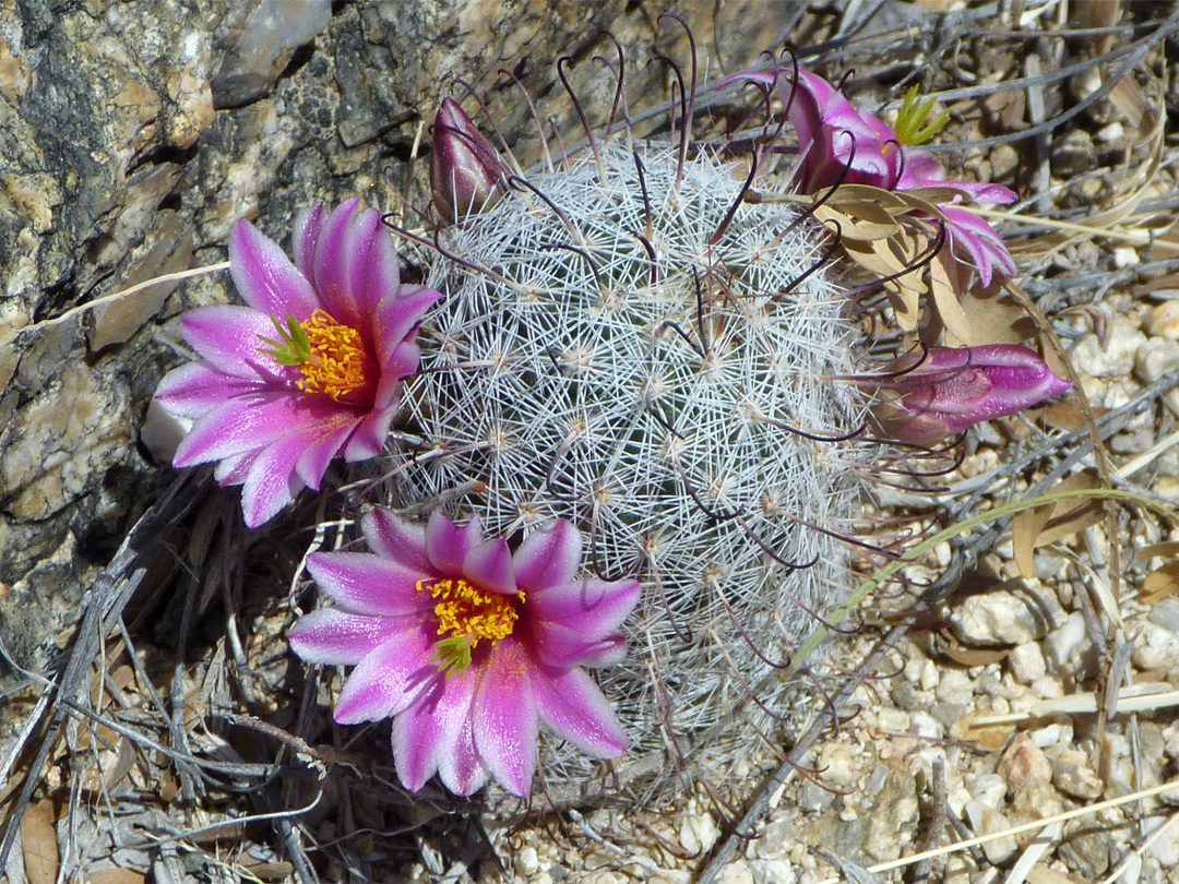 Mammillaria grahamii