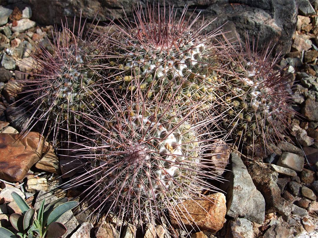 Mammillaria hertrichiana