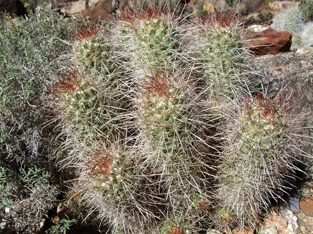 Mammillaria setispina