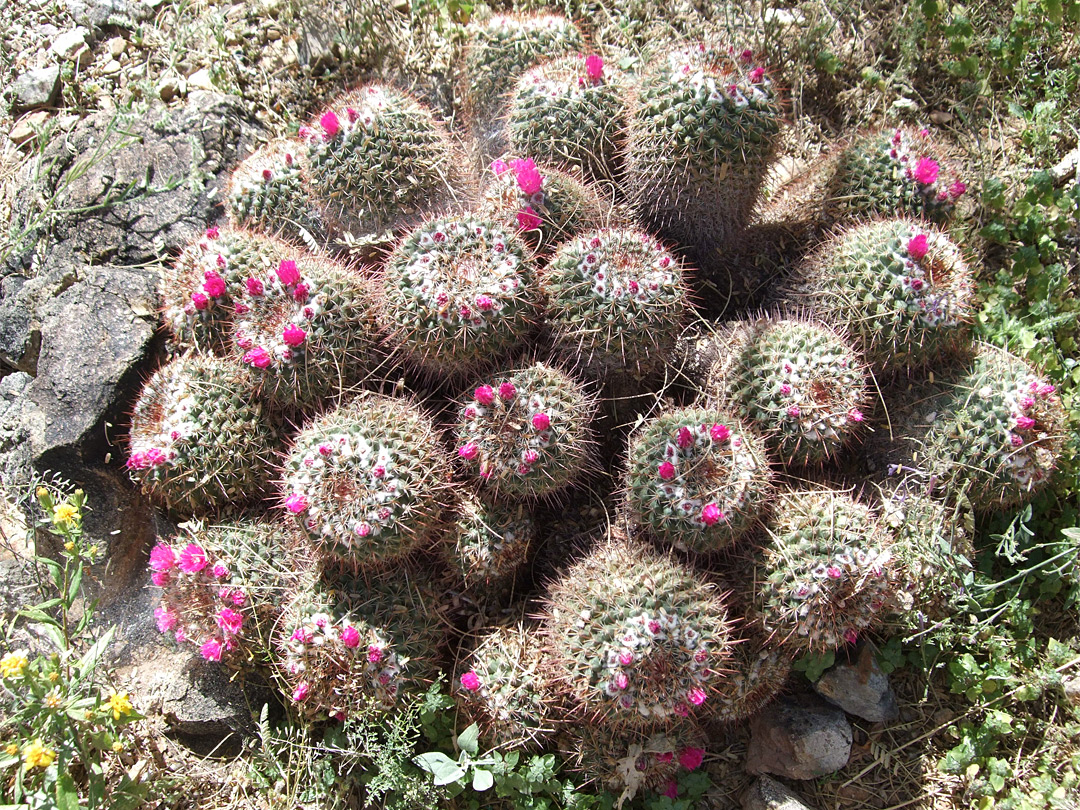 Mammillaria standleyi