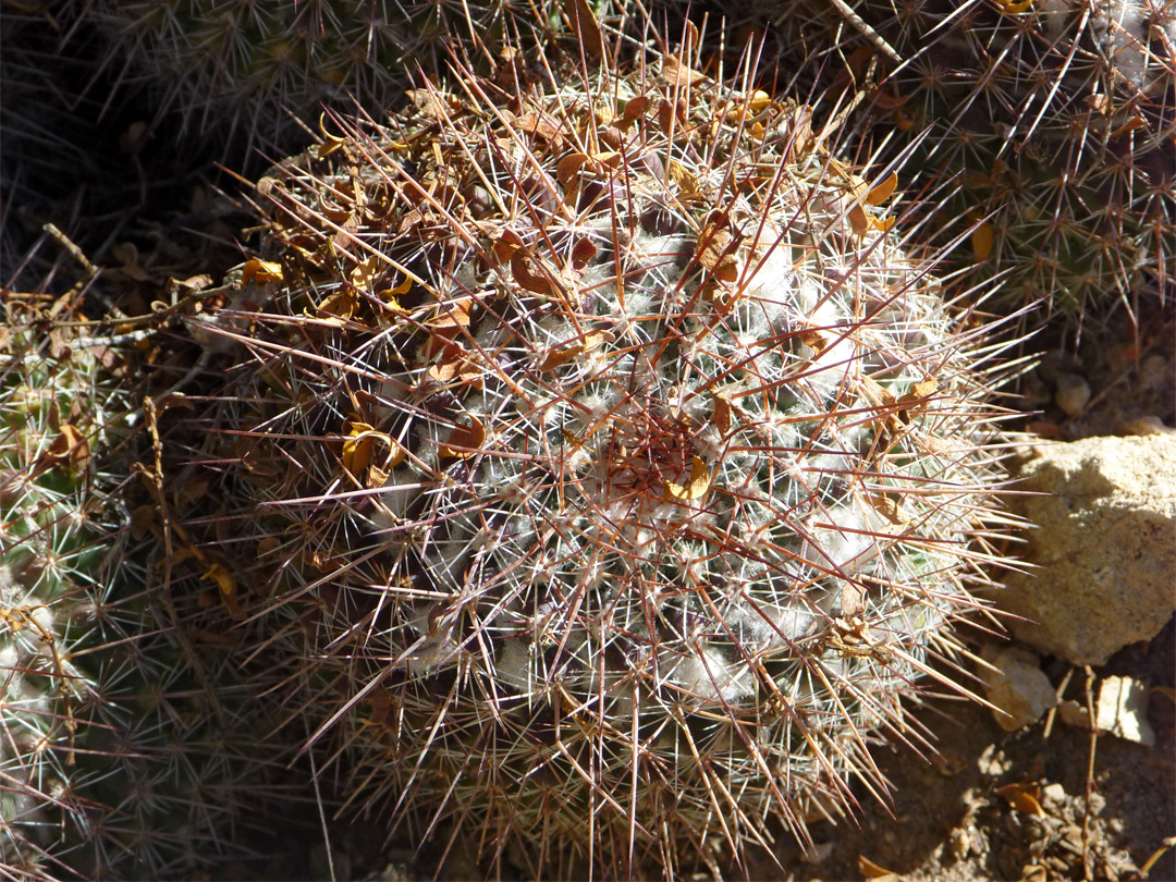 Mammillaria standleyi