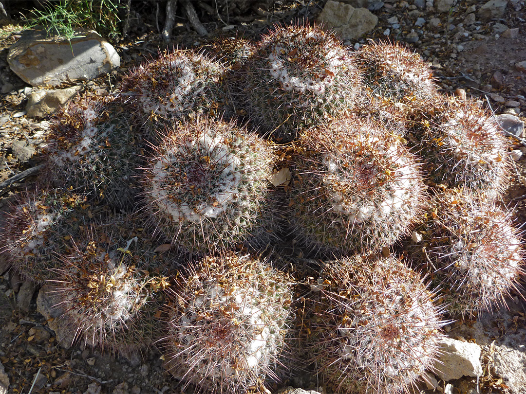 Cluster of mammillaria standleyi