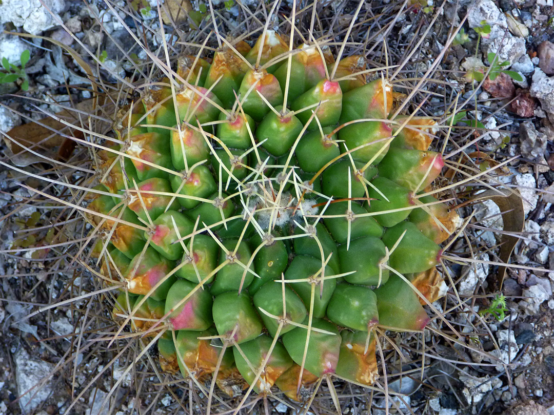 Mammillaria winterae