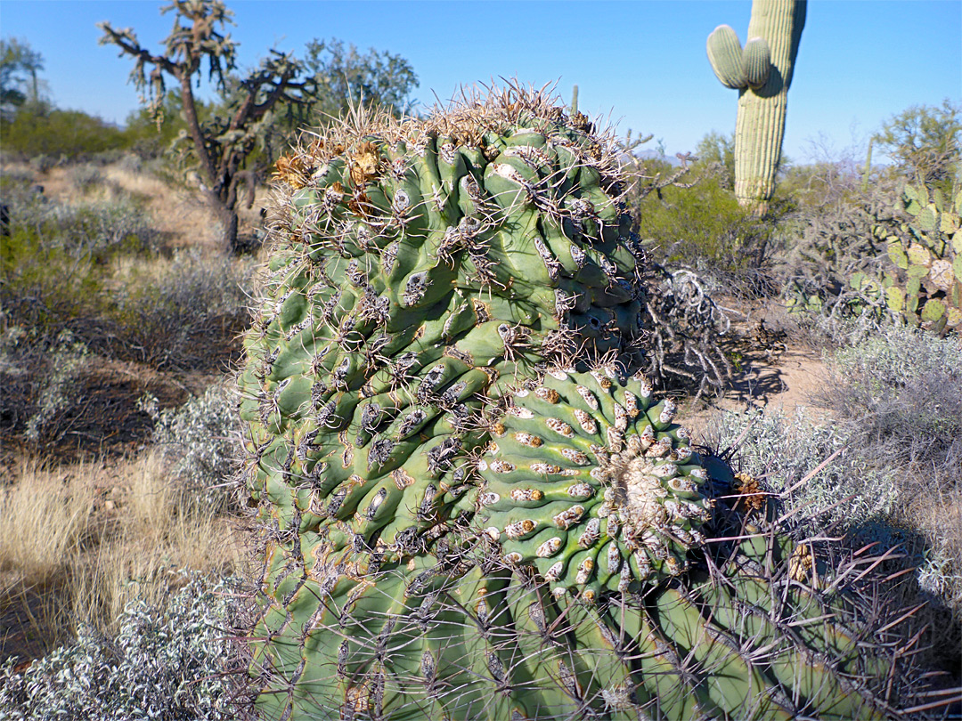 Distorted ferocactus