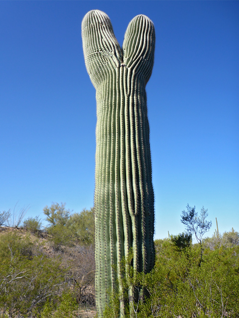 Divided saguaro