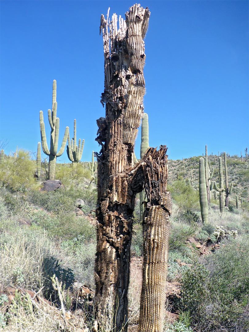 Dead saguaro trunks