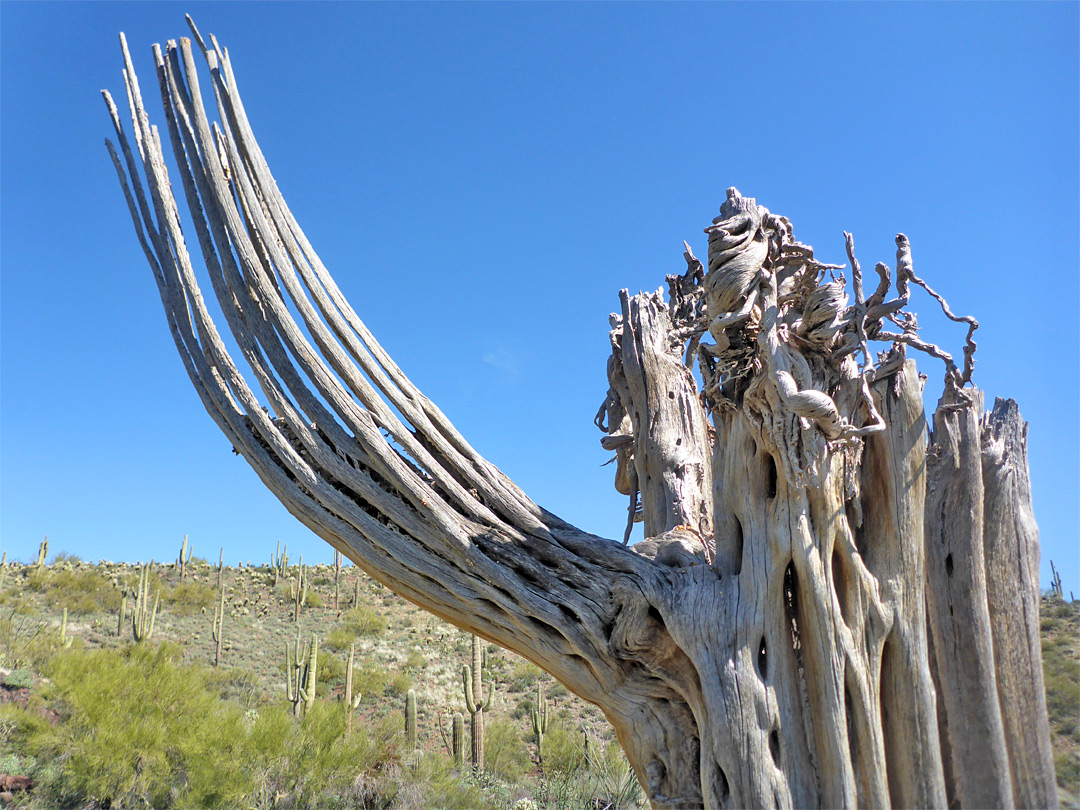 Saguaro ribs