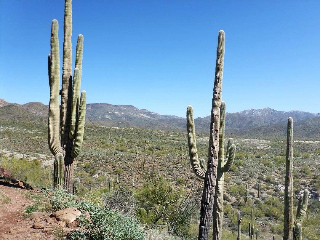Tall saguaro