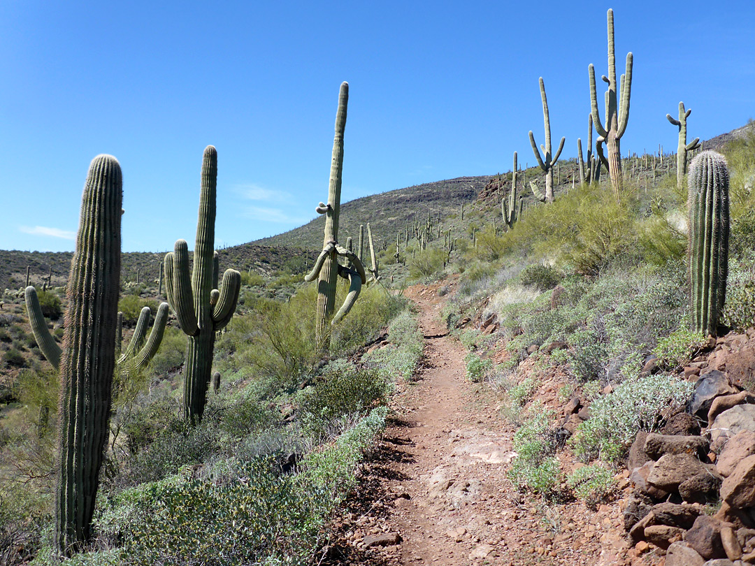 Maricopa Trail