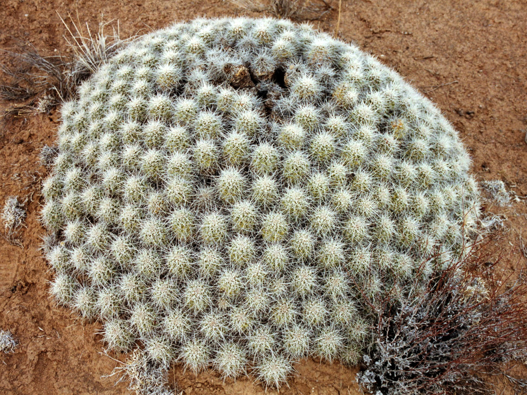 Large clump of echinocereus cacti