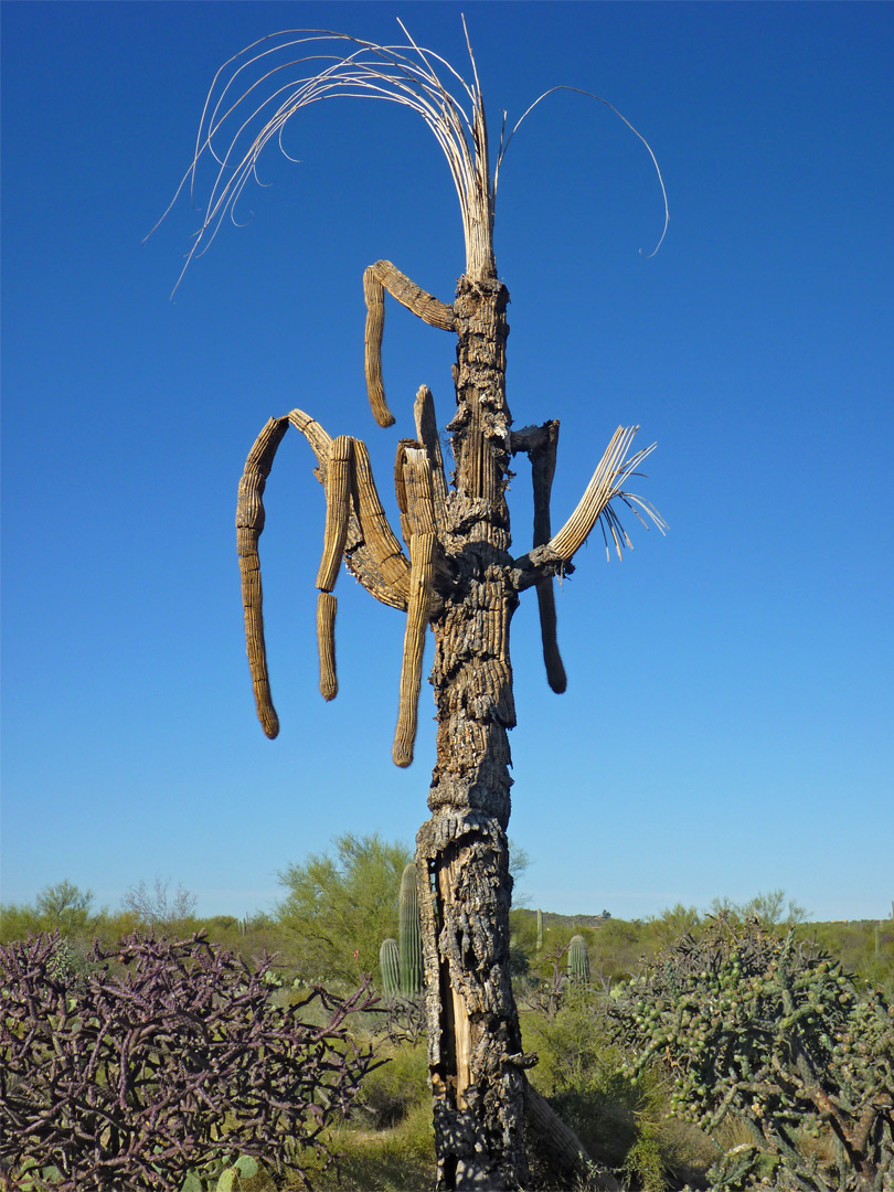 Dead saguaro