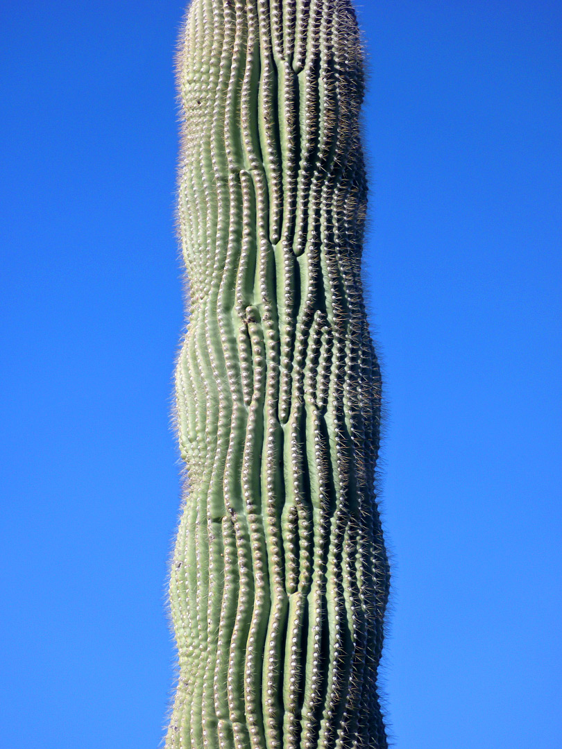 Saguaro ribs