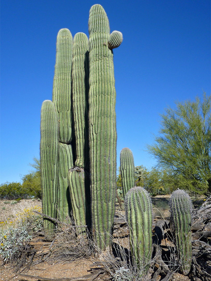 Saguaro cluster