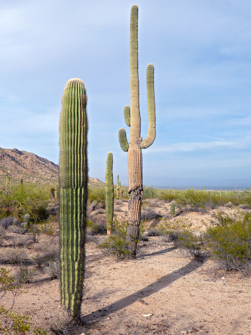 Saguaro along the Moonlight Trail