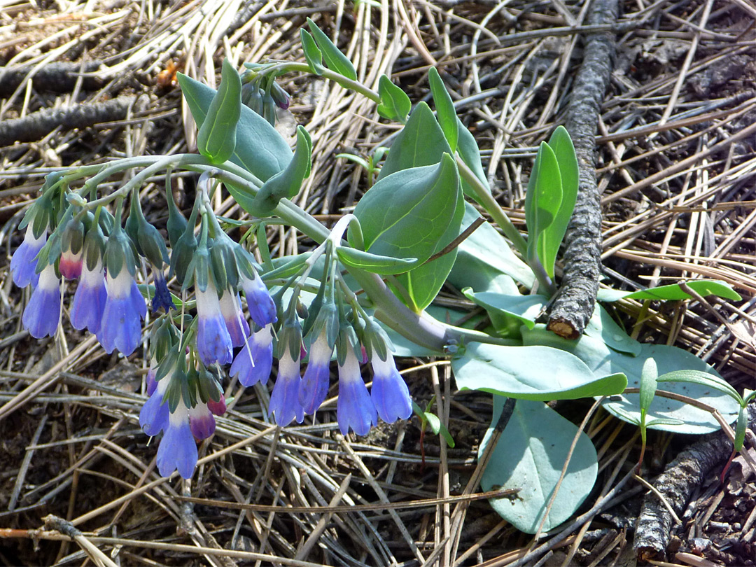 Blue and white flowers