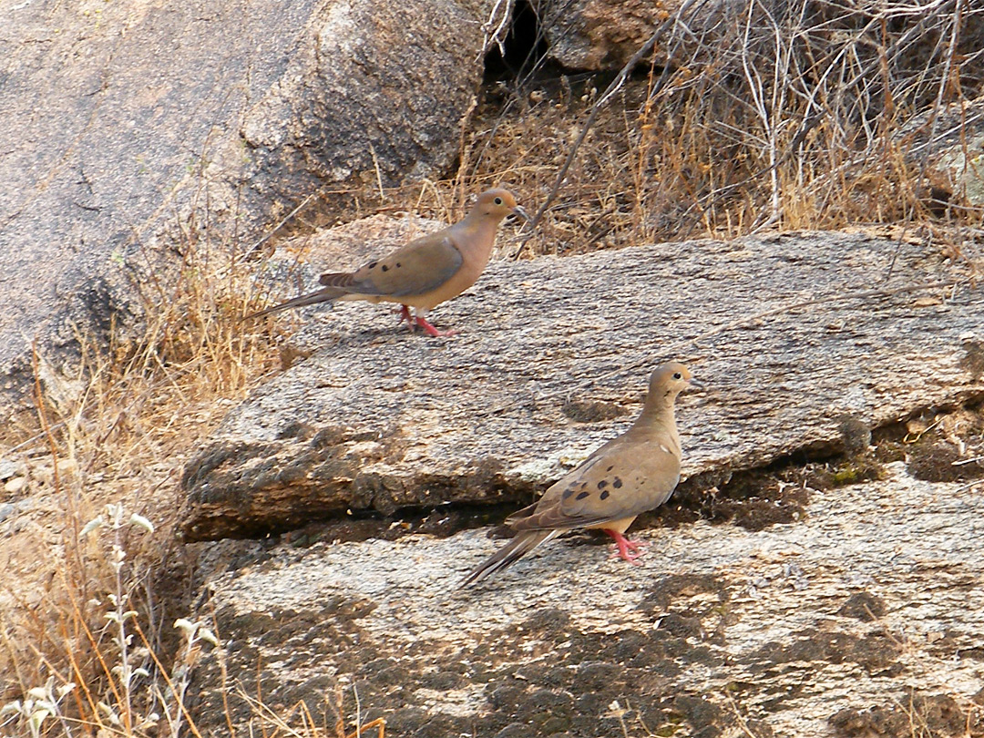 Pair of mourning doves