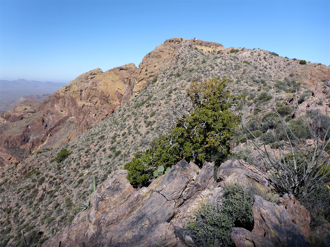 Bushes on the ridgeline