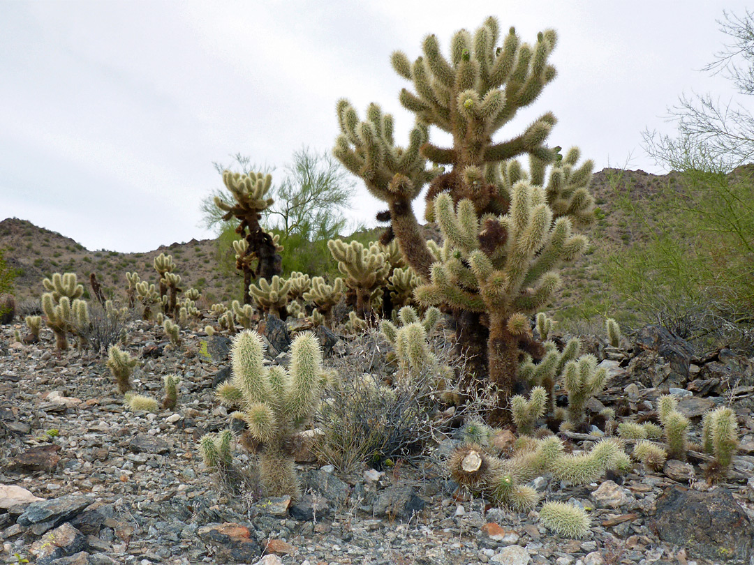 Teddy bear cholla