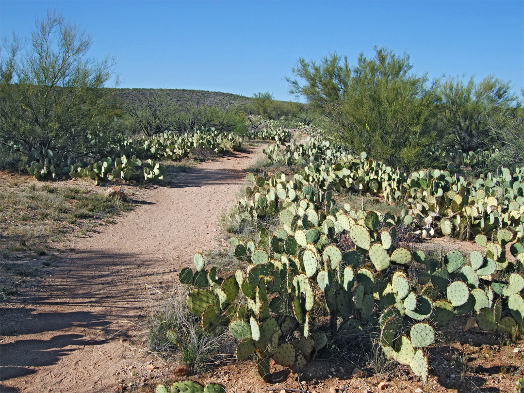 Nature Trail