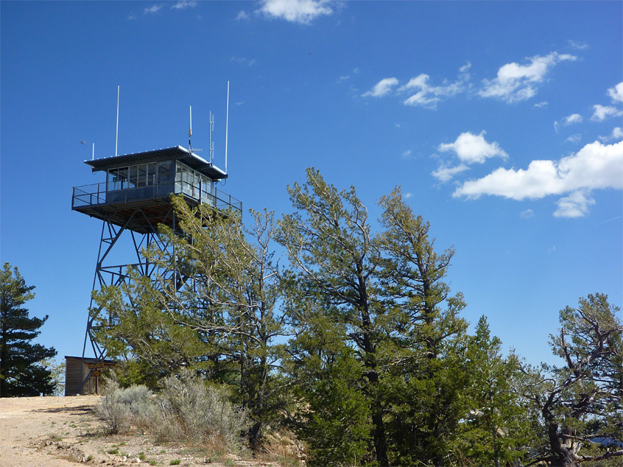 Trees at the summit