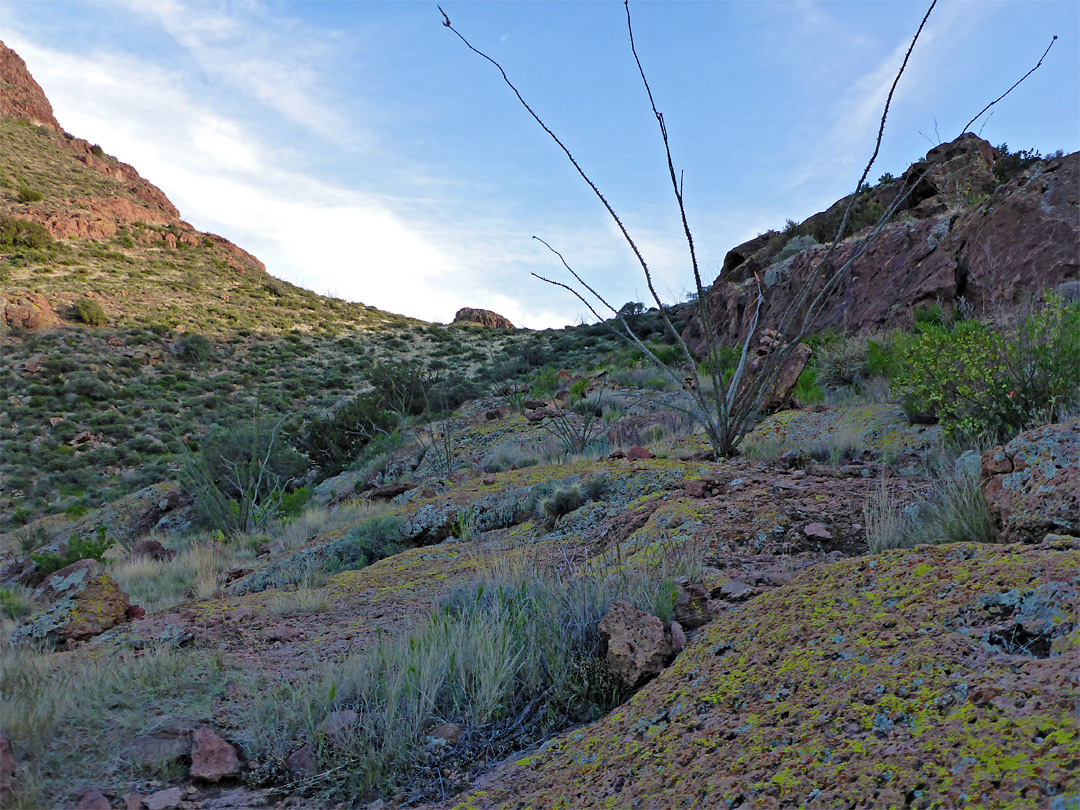 Ocotillo branches