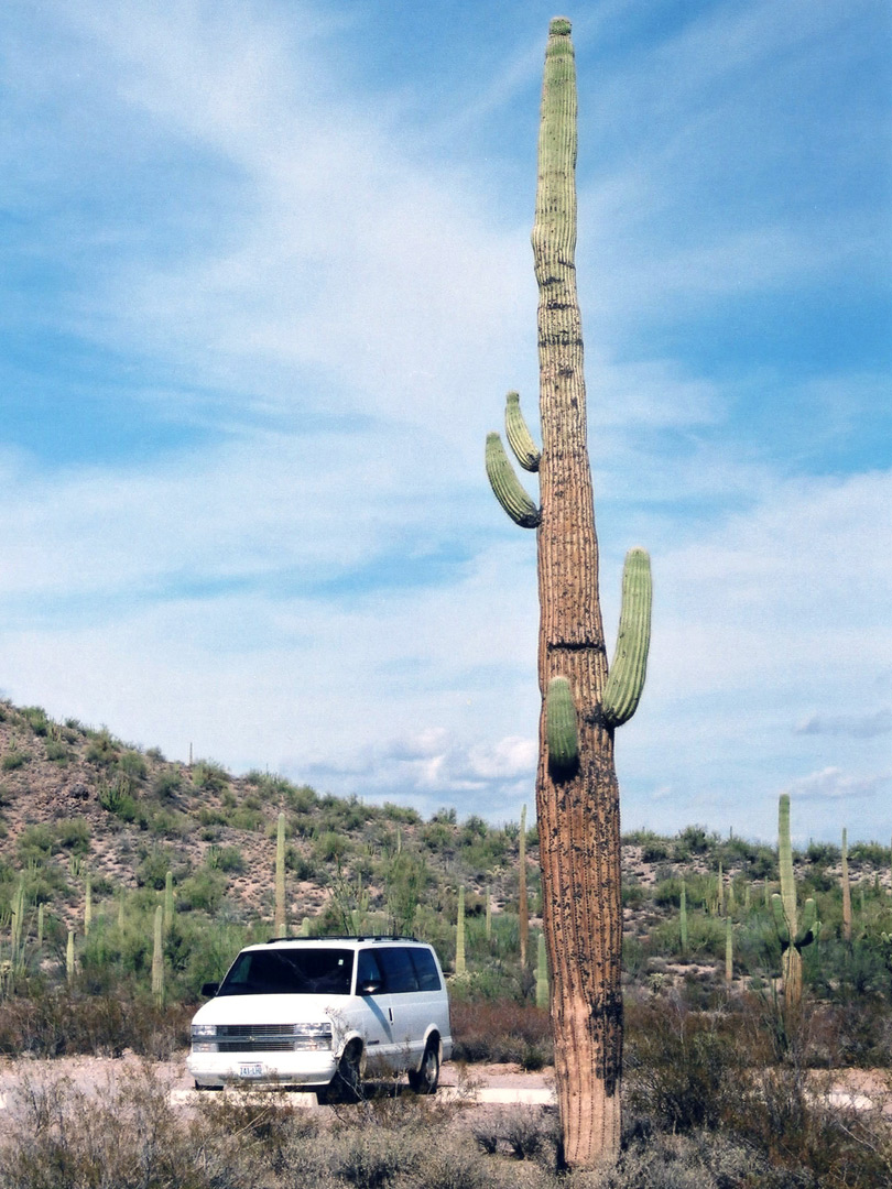 A large saguaro