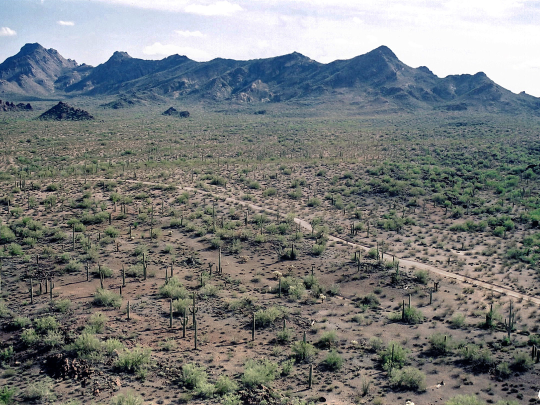 Above the Puerto Blanco Drive