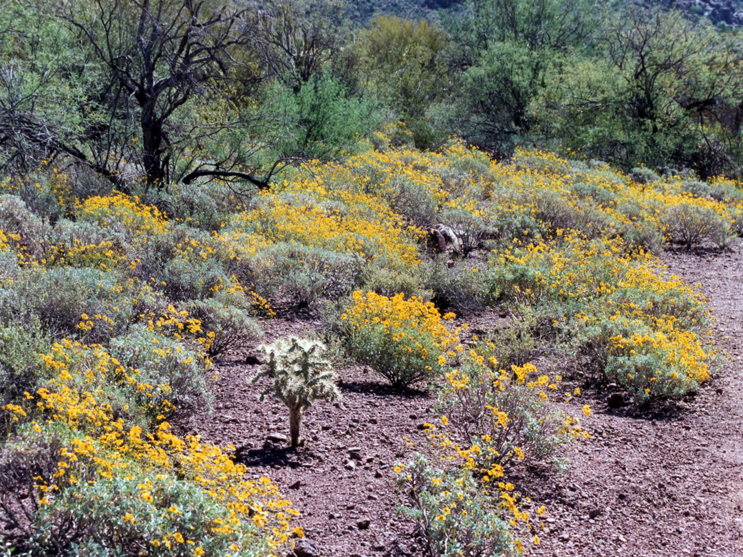 Brittlebush