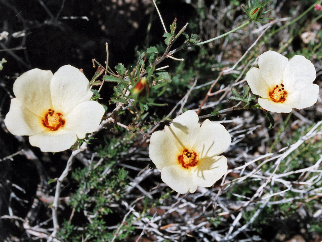 Three flowers