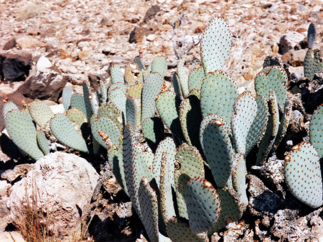 Opuntia basilaris