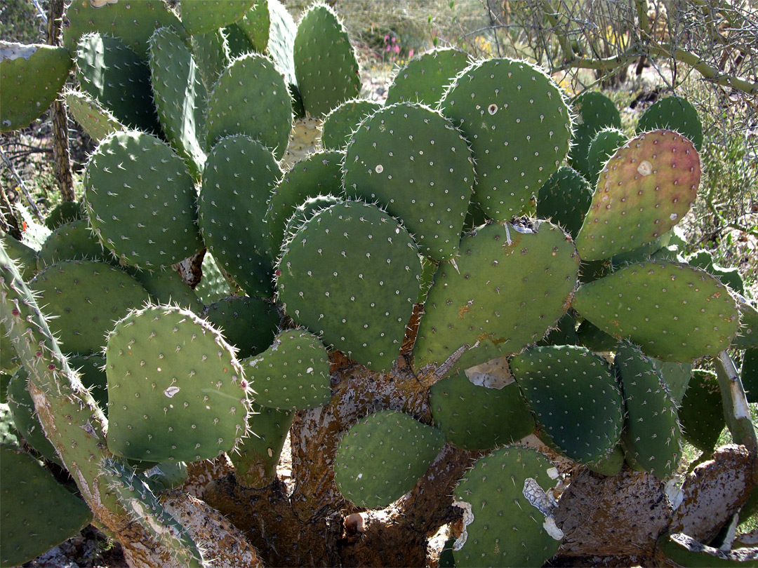 Opuntia bravoana