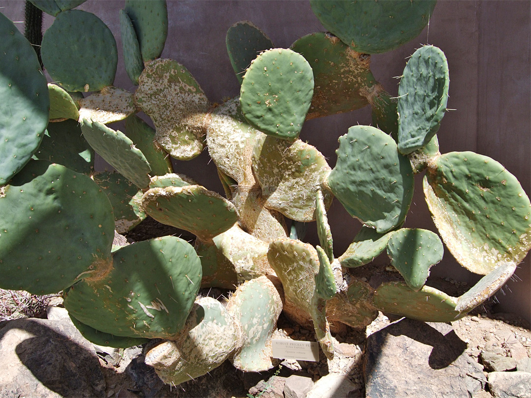 Opuntia robusta