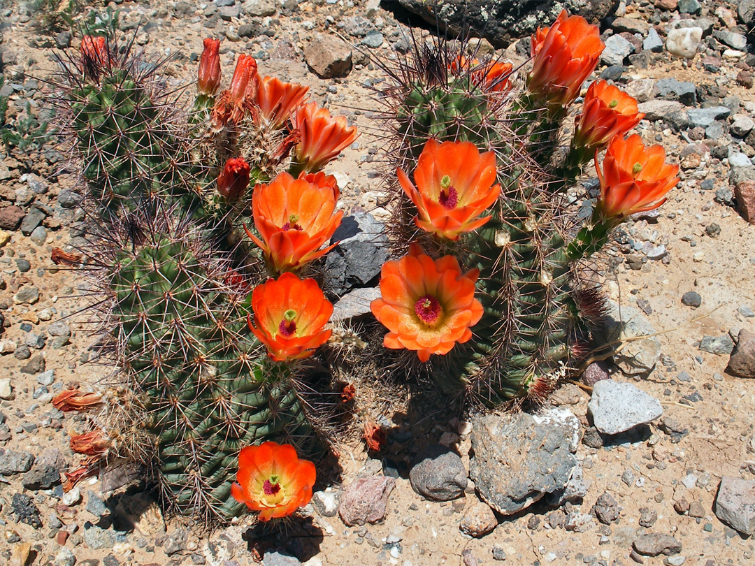 Orange-flowered echinocereus triglochidiatus