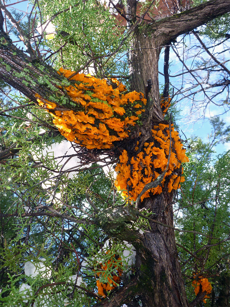 Orange fungus