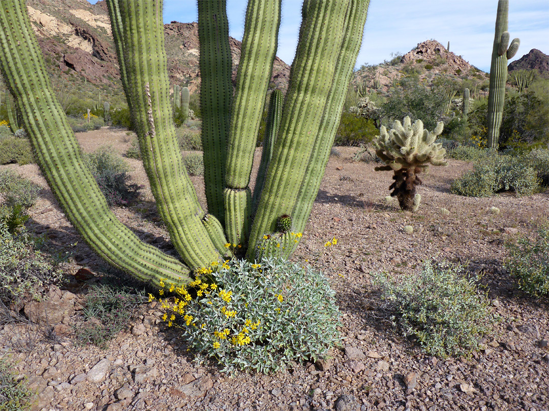 Organ pipe and brittlebush