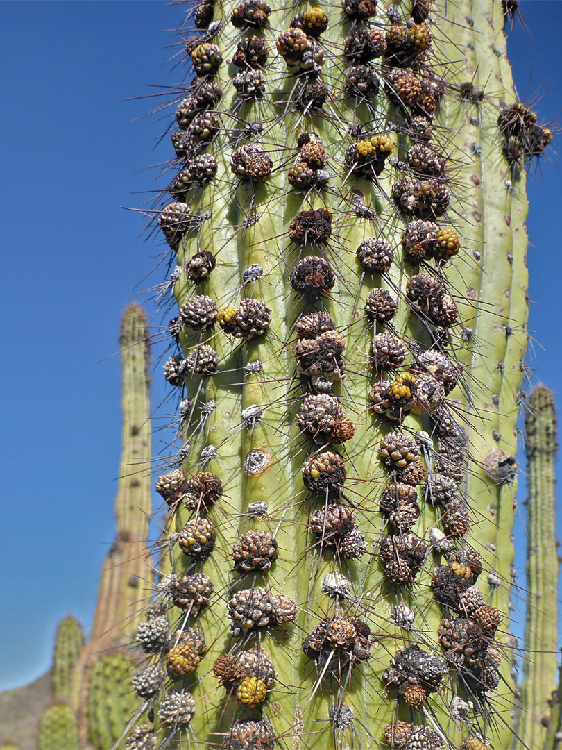 Flower buds