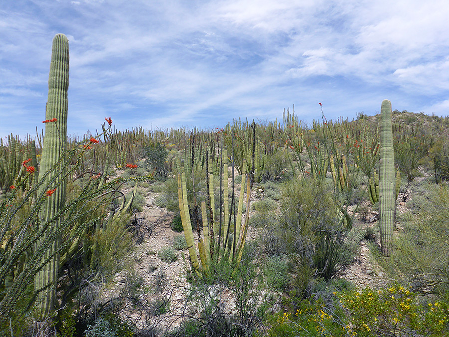 Many organ pipe cacti