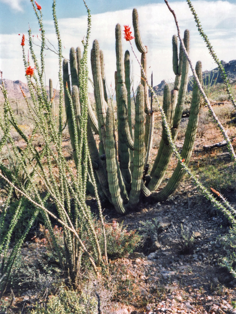 Organ pipe and ocotillo