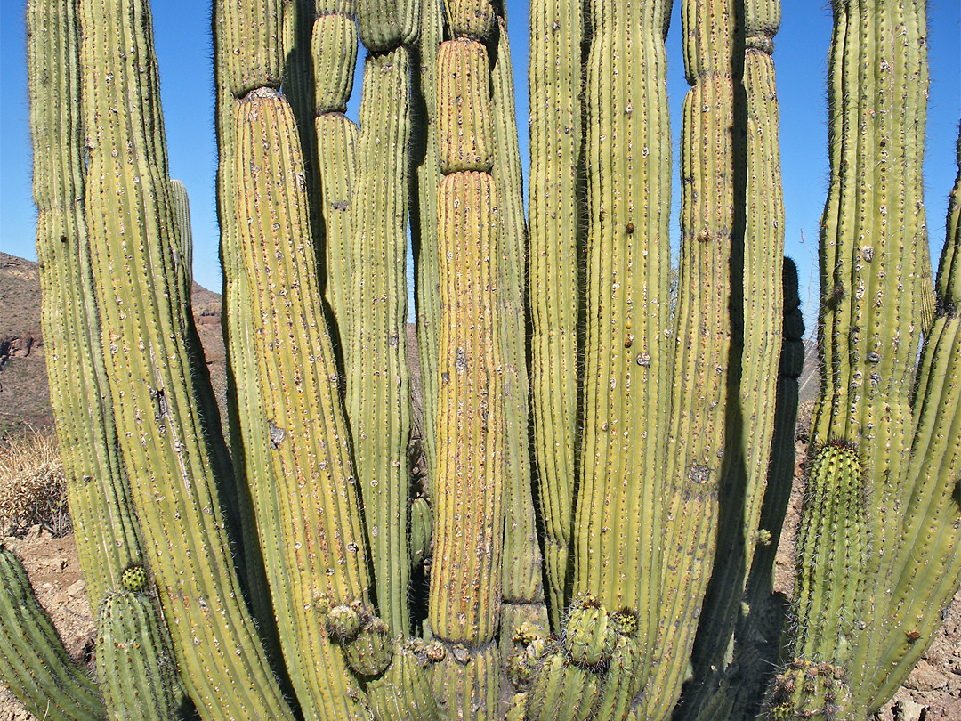 Stems of the organ pipe