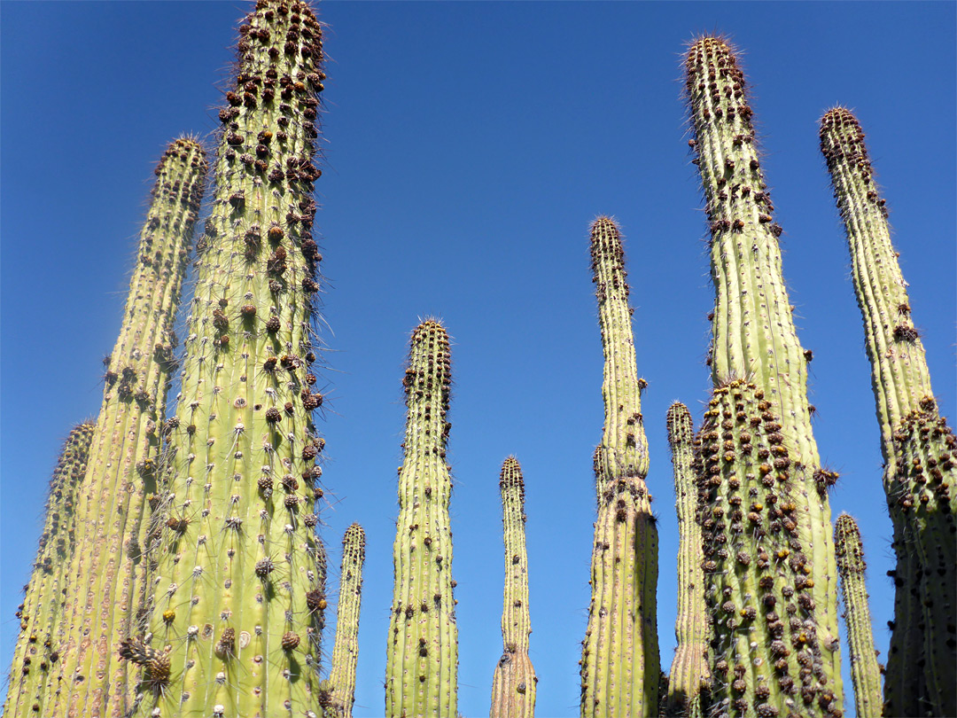 Tall stems