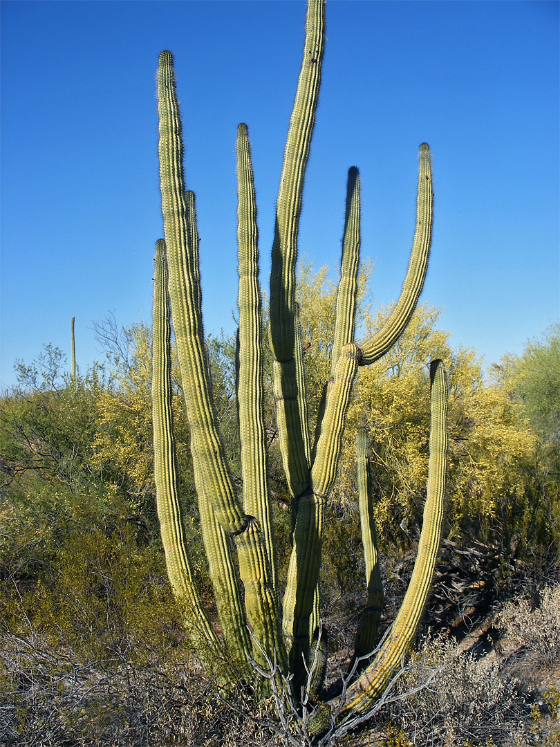 Organ pipes and palo verde